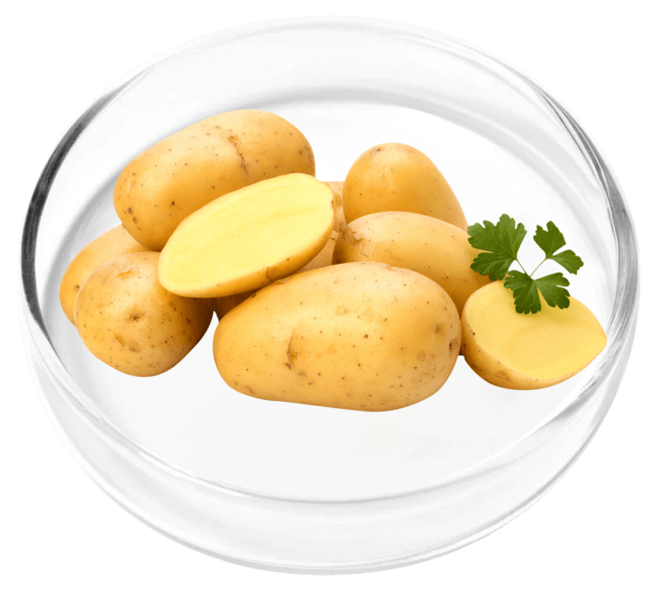 Pyridoxal 5'-Phosphate